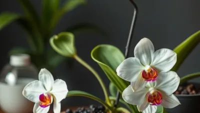 ¿Cómo trasplantar una orquídea correctamente?